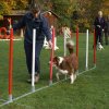 agility 2011-10-30